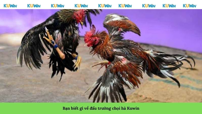 Bạn biết gì về đấu trường chọi gà Kuwin Bạn biết gì về đấu trường chọi gà Kuwin