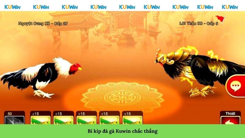 Bí kíp đá gà Kuwin chắc thắng Bí kíp đá gà Kuwin chắc thắng
