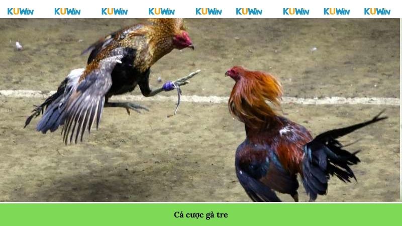 Cá cược gà tre