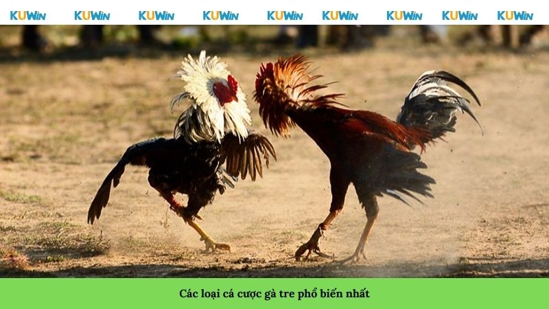 Các loại cá cược gà tre phổ biến nhất Các loại cá cược gà tre phổ biến nhất