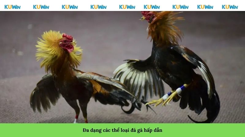 Đa dạng các thể loại đá gà hấp dẫn Đa dạng các thể loại đá gà hấp dẫn