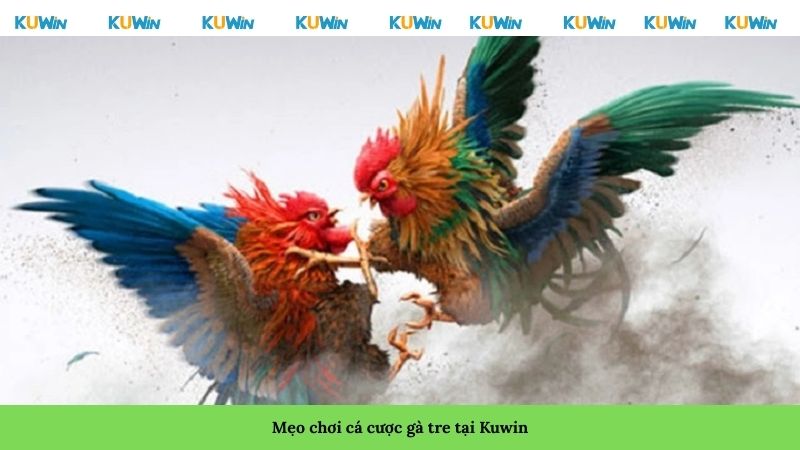 Mẹo chơi cá cược gà tre tại Kuwin Mẹo chơi cá cược gà tre tại Kuwin
