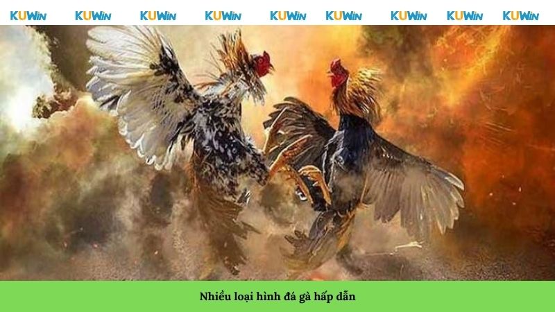 Nhiều loại hình đá gà hấp dẫn Nhiều loại hình đá gà hấp dẫn
