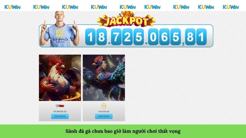 Sảnh đá gà chưa bao giờ làm người chơi thất vọng Sảnh đá gà chưa bao giờ làm người chơi thất vọng