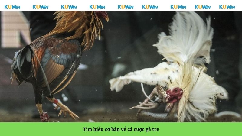 Tìm hiểu cơ bản về cá cược gà tre Tìm hiểu cơ bản về cá cược gà tre