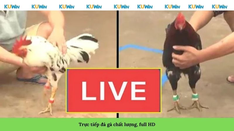 Trực tiếp đá gà chất lượng, full HD Trực tiếp đá gà chất lượng, full HD