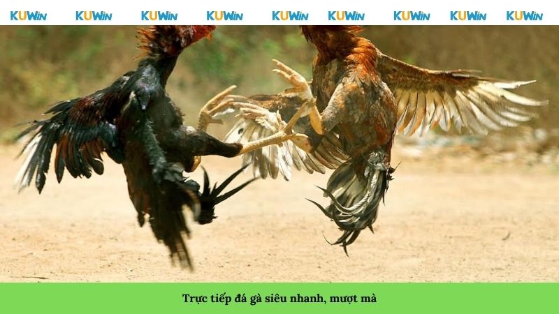 Trực tiếp đá gà siêu nhanh, mượt mà Trực tiếp đá gà siêu nhanh, mượt mà